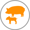 Icon Schwein