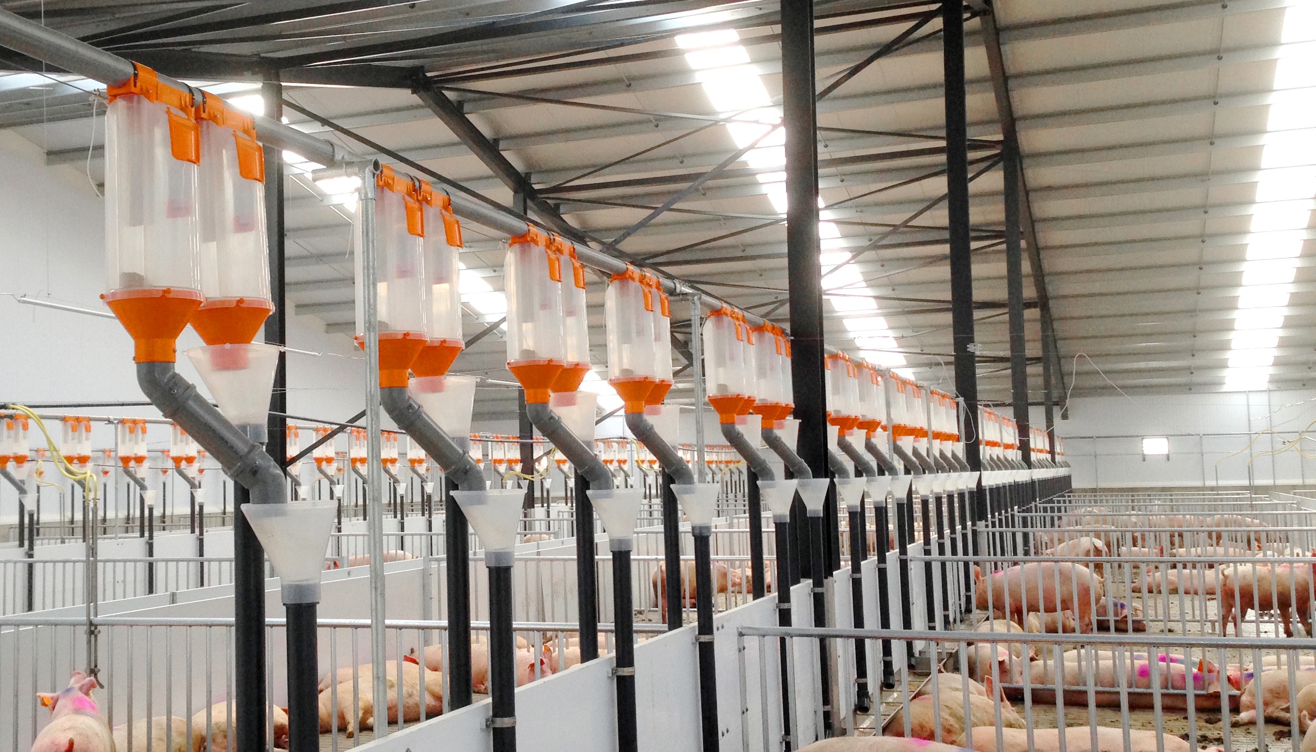 automatic dry feeding system in commercial pig barn
